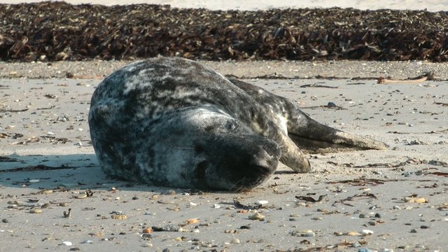 Kegelrobbe liegt am Strand (Halichoerus Grypus) - Video