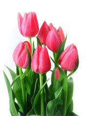 Pink Tulips
