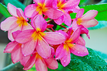 Obraz na płótnie Canvas Plumeria flower in garden
