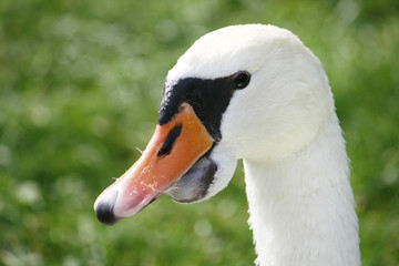 höckerschwan mit abszess