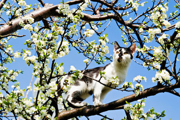 A cat on a tree