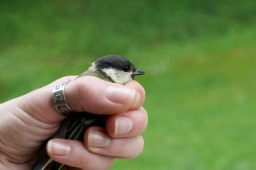 Great tit