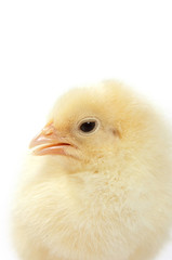 Baby chicken