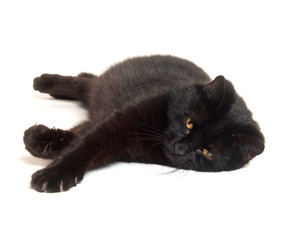 Black cat laying down