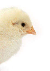 Baby chicken