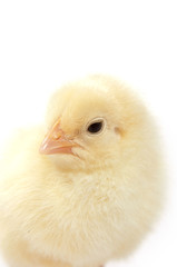 Baby chicken