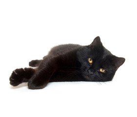 Black cat laying down © Tony Campbell
