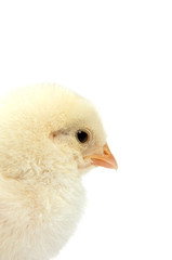 Baby chicken