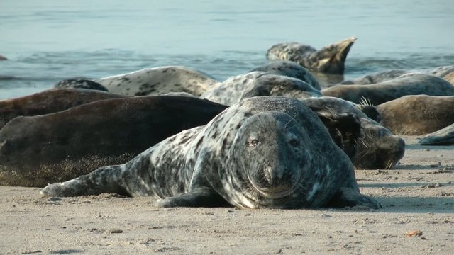 Kegelrobbe auf Helgoland (Halichoerus Grypus) - Video