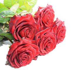 Five red roses isolated on white background