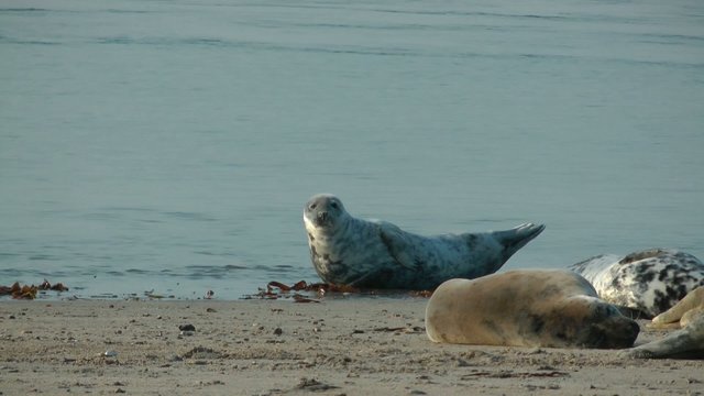Kegelrobbe auf Helgoland (Halichoerus Grypus) - Video