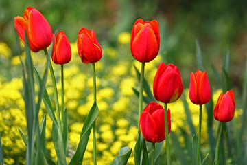 Red tulips in a row