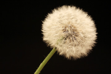 Detail of the Dandelion on the black Background