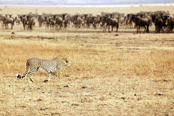 Cheetah Stalking Wildebeest on the Masai Mara in Kenya