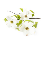 White Dogwood Flowers