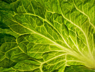 Green leaf, texture or background - obrazy, fototapety, plakaty