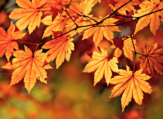 Naklejka na ściany i meble Red maple leaves, seasonal framing