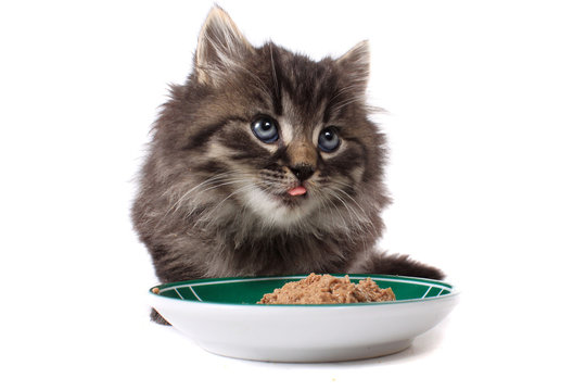 Kitten eating soft food