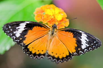 papillon et fleur