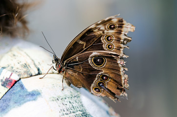 papillon sur l'épaule