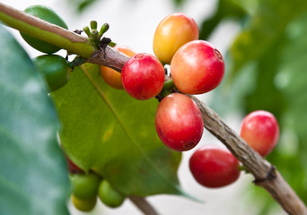 cerises de café sur branche de caféier