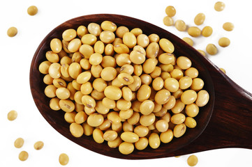 soybean