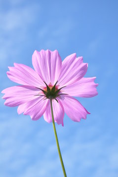 fiower