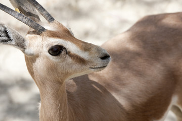 gacela