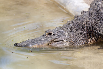 crocodile