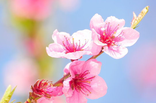 Pfirsichblüten im Sonnenschein