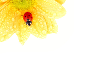 ladybug on yellow flower