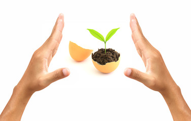 A shoot hatching from egg as a symbol of nature protection