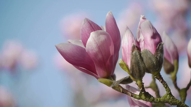 Hd1080p Flowering magnolia tree