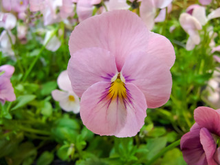 Pansy
