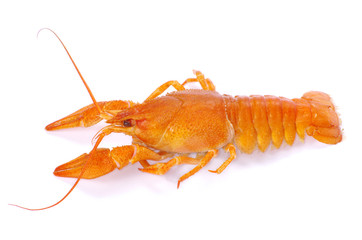 crayfish