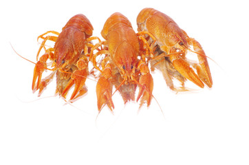crayfish