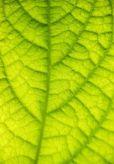 Blatt vom Avocadobaum