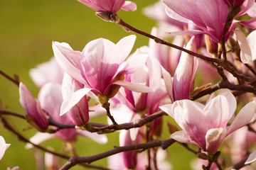 Magnolia flower on a green background