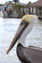 Pelican2