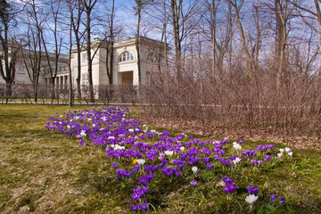 Bunch of violet crocuses in Warsaw Lazienki park - 31726492