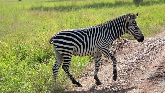 zebra