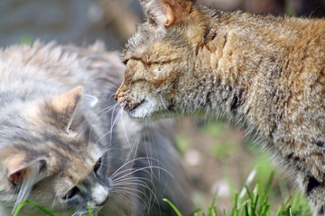 playing cats 3