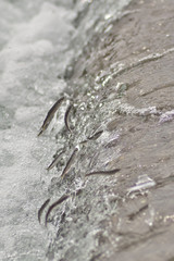 若鮎のジャンプ