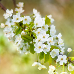 Beautiful delicate cherry blossoms