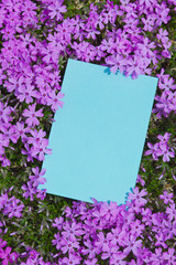 letter[verbena_tenera]_016