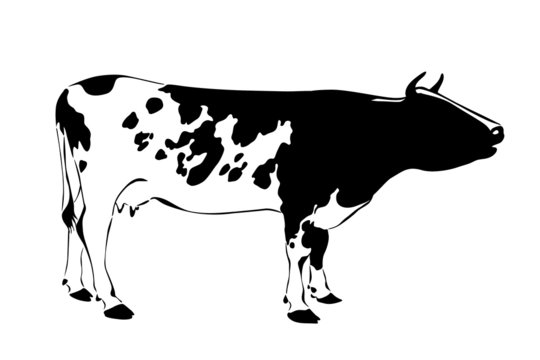 black and white silhouette of cow