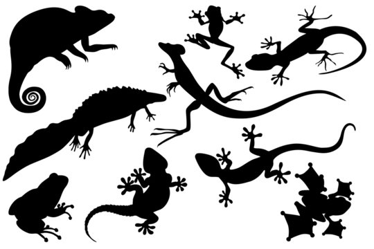 reptiles and amphibians black silhouettes set