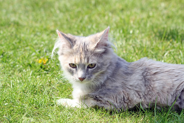 sweet grey and white long haired  kitten 6
