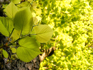 Green Leaves against sun / Grüne Blätter im Gegenlicht