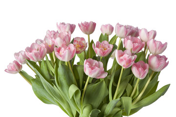 Pink tulips